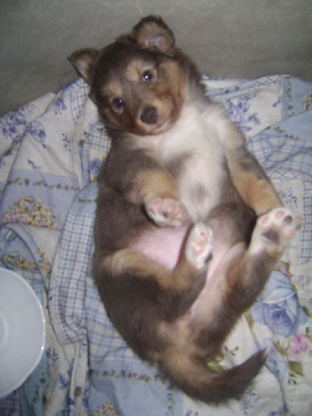 Chiot Shetland Sheepdog Des Seigneurs d'Etretat